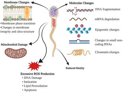 Advances in Cryopreservation of Bull Sperm